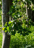Italian Alder