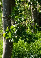 Italian Alder