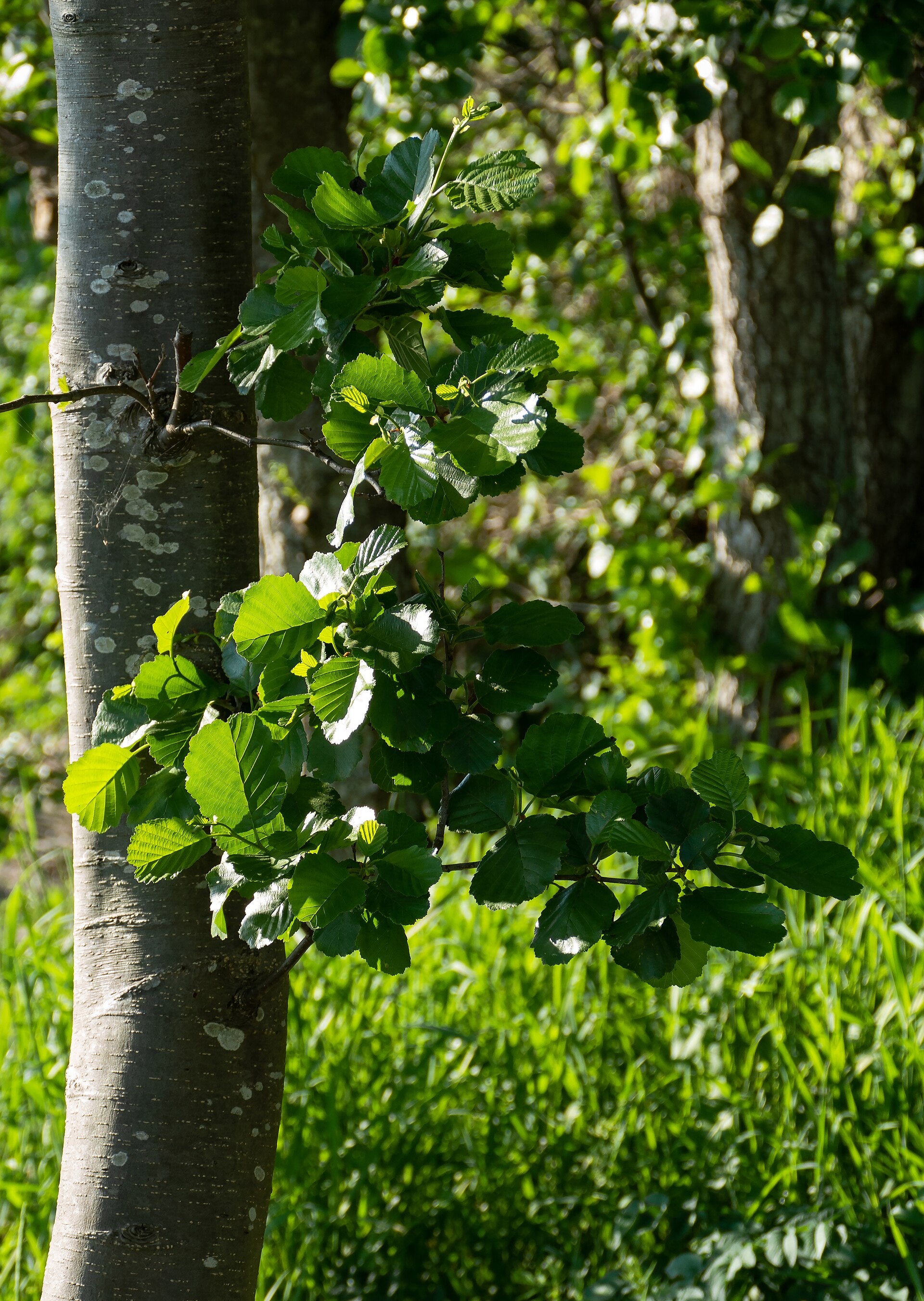 Italian Alder