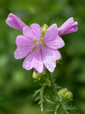 Musk mallow