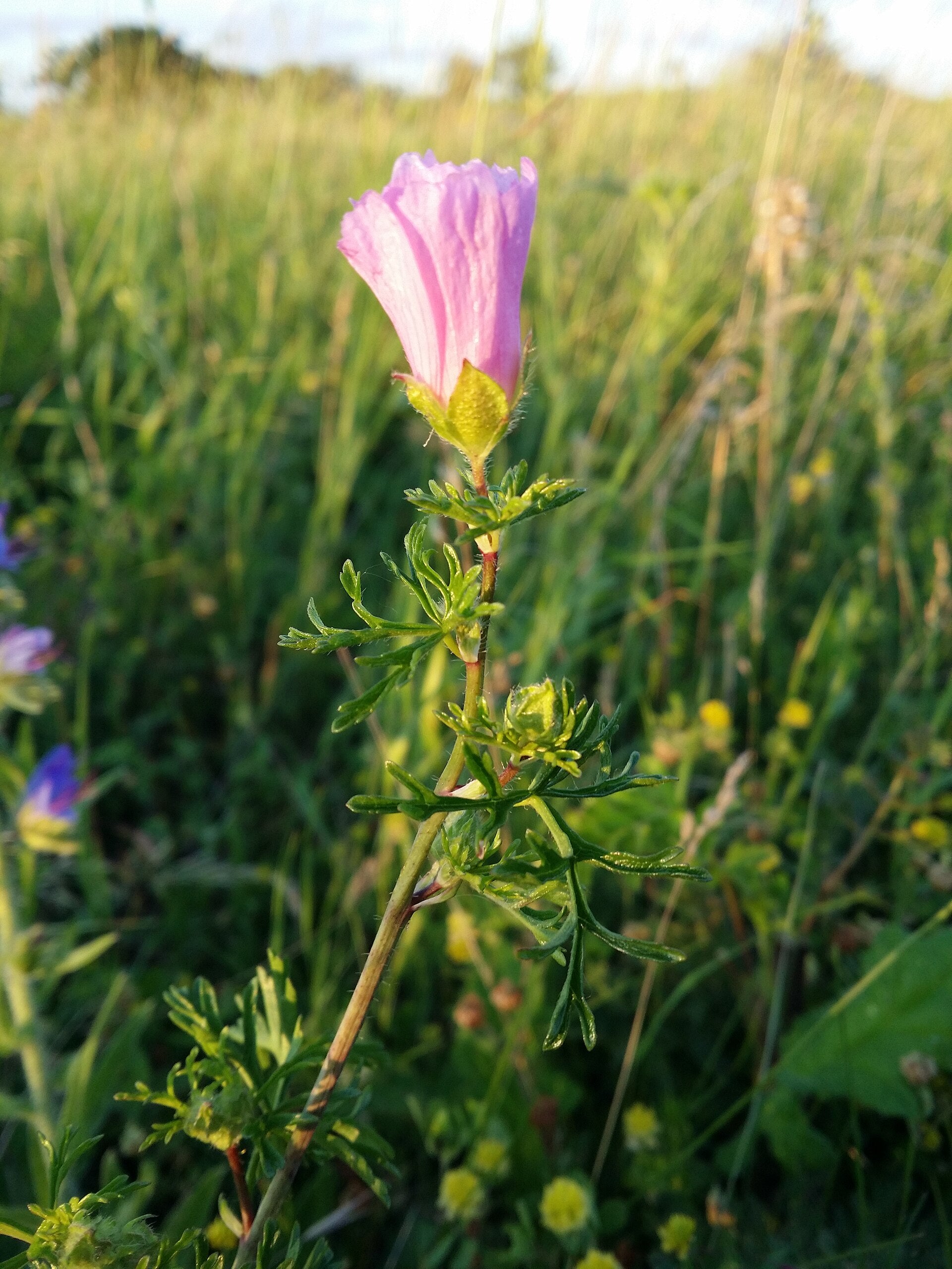 Musk mallow