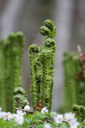 Ostrich Fern