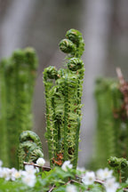 Ostrich Fern