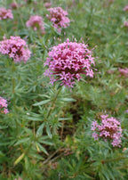 Caucasian Crosswort
