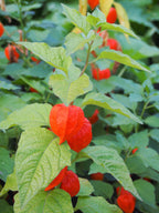 Physalis 'Gigante'