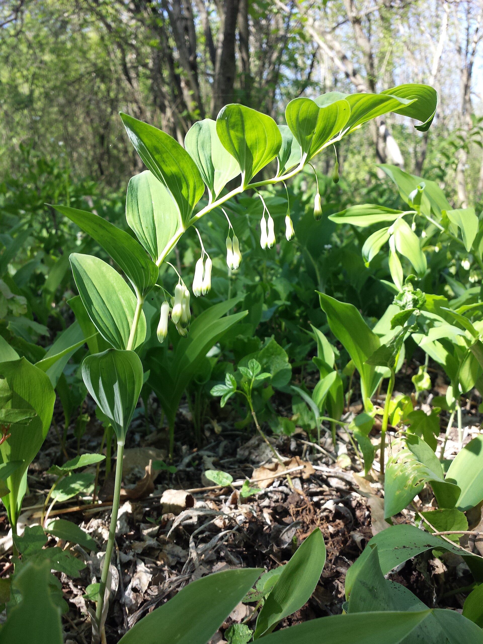 Common Solomon's Seal