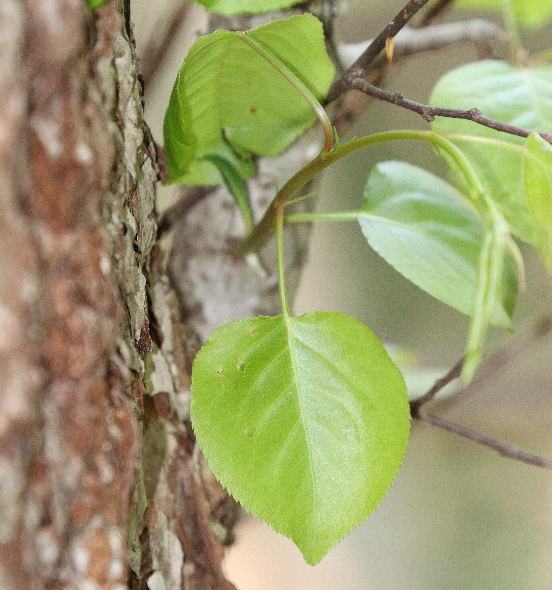 Asian Pear 'Kumoi'