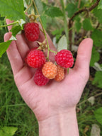 Raspberry 'Zeva'