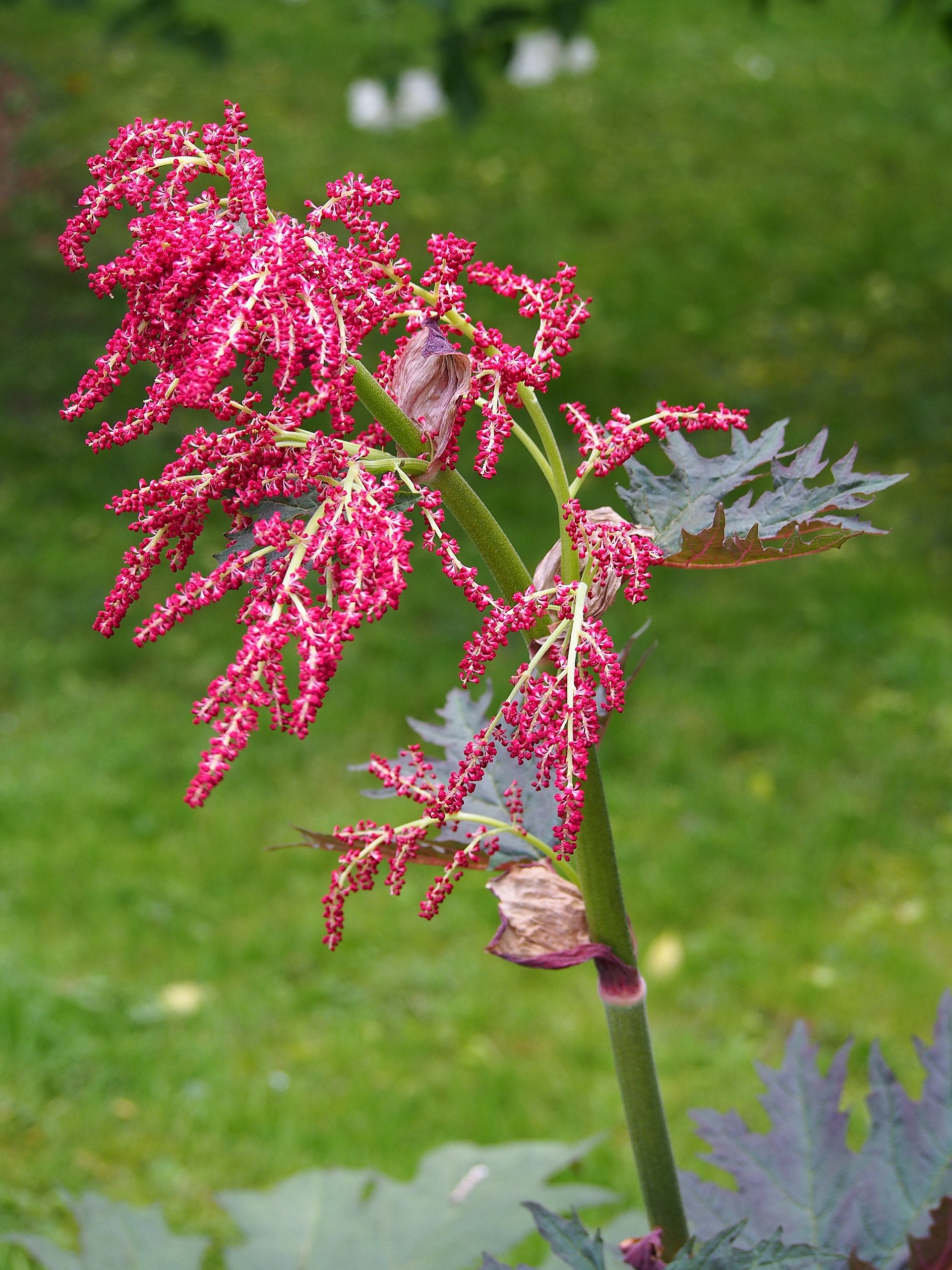 Rhubarb 'Turkish Red'