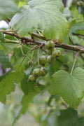 Greencurrant 'Vertii'