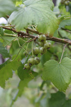 Greencurrant 'Vertii'