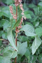 Monk's Rhubarb