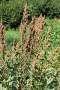 Monk's Rhubarb