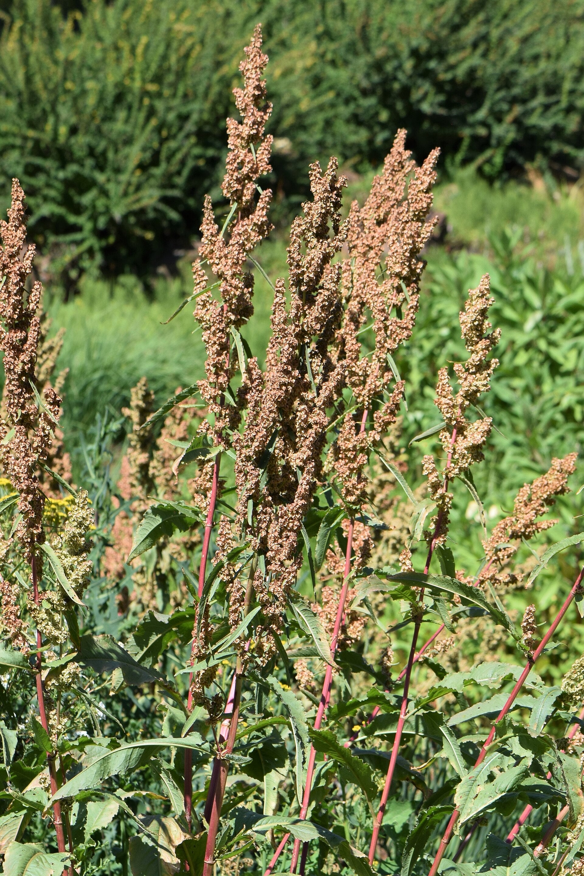 Monk's Rhubarb