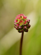 Salad Burnet