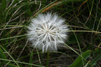 Black Salsify 'Russian Giant'