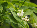 Bladdernut