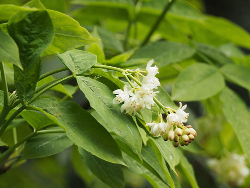Bladdernut