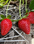 Strawberry 'Honeoye'