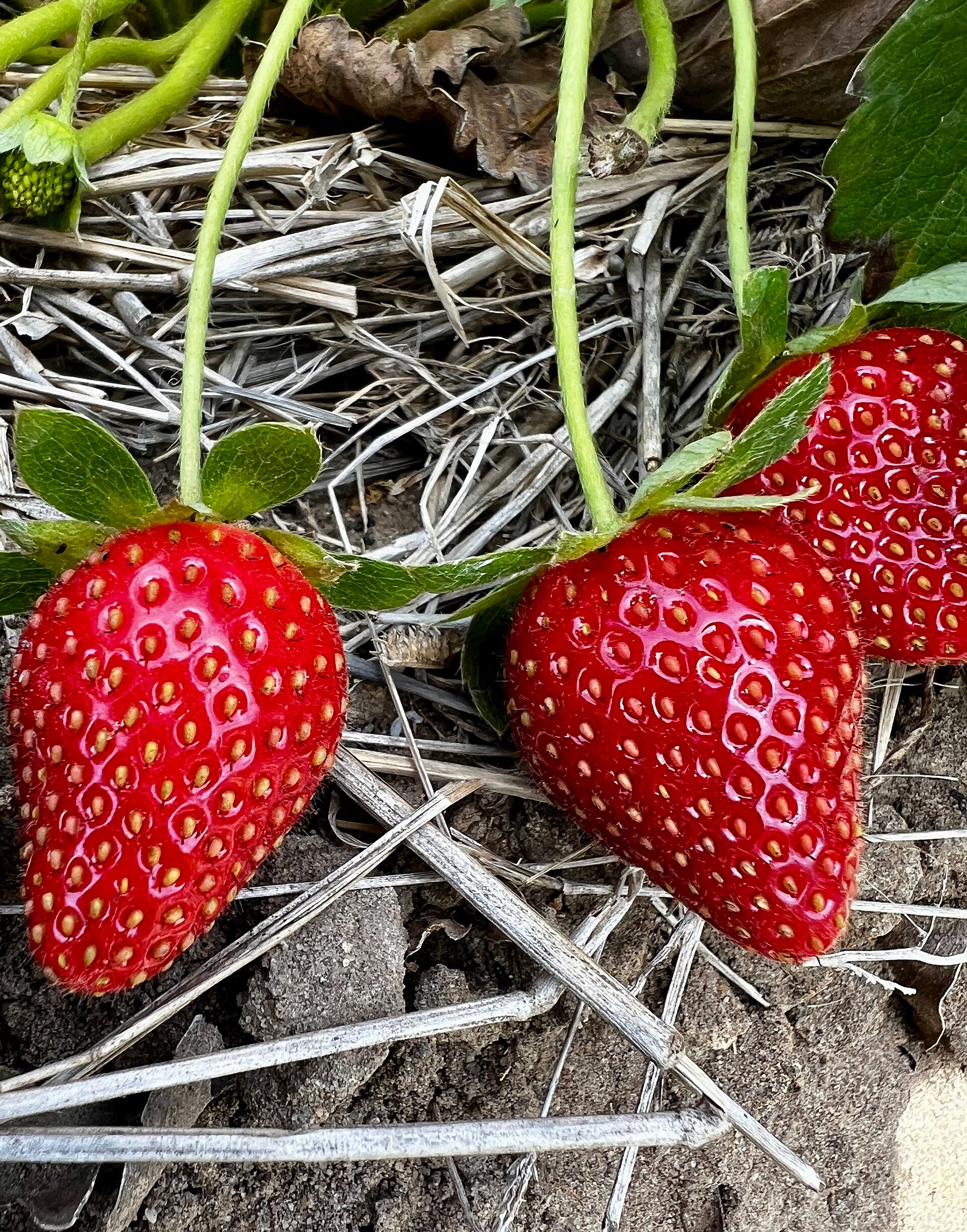 Strawberry 'Honeoye'