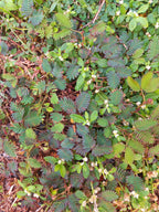 Sensitive Plant
