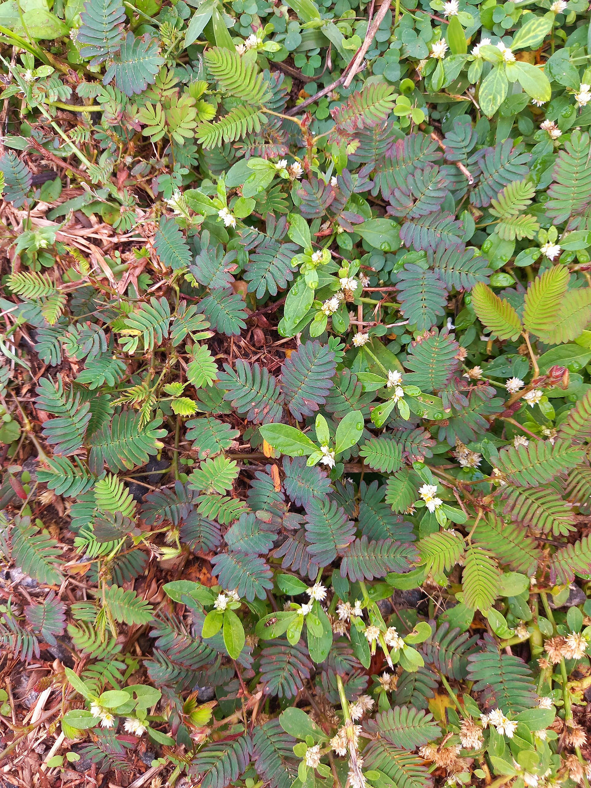 Sensitive Plant
