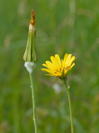 Meadow Salsify