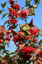 Highbush Cranberry 'Phillips'