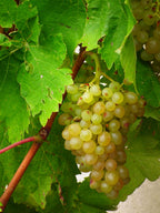 Grape 'Phoenix'
