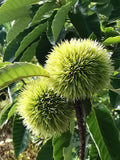 Chestnut 'Japanese Marki'