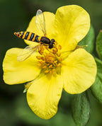 Shrubby Cinquefoil 'Goldfinger'