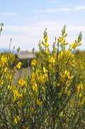 Spanish Broom