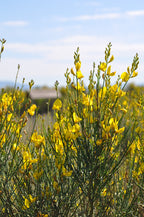Spanish Broom