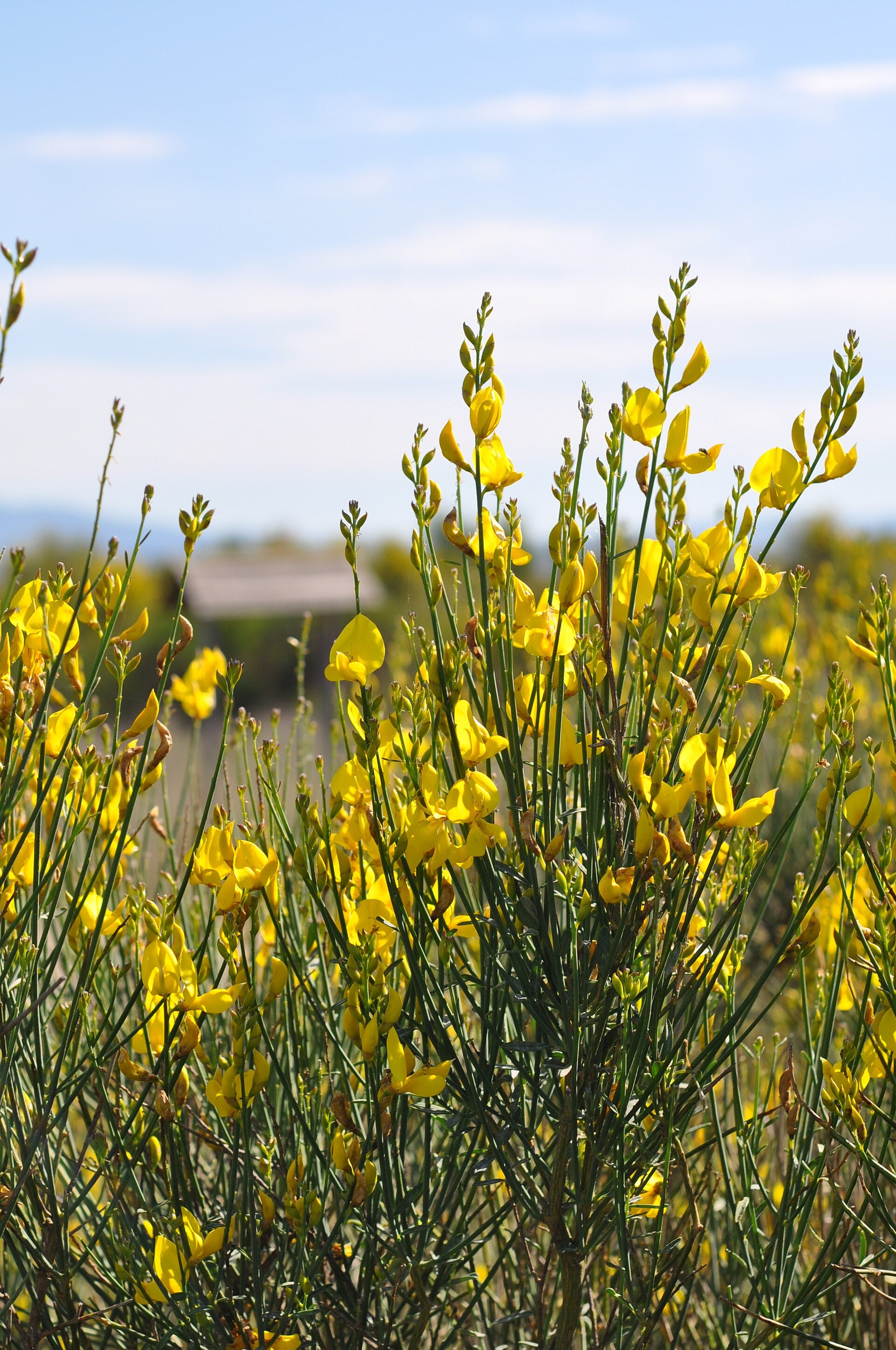 Spanish Broom