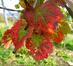 Grape 'Cascade'