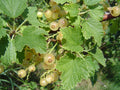 Whitecurrant 'Blanka'