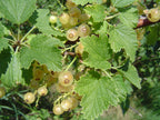 Whitecurrant 'Blanka'