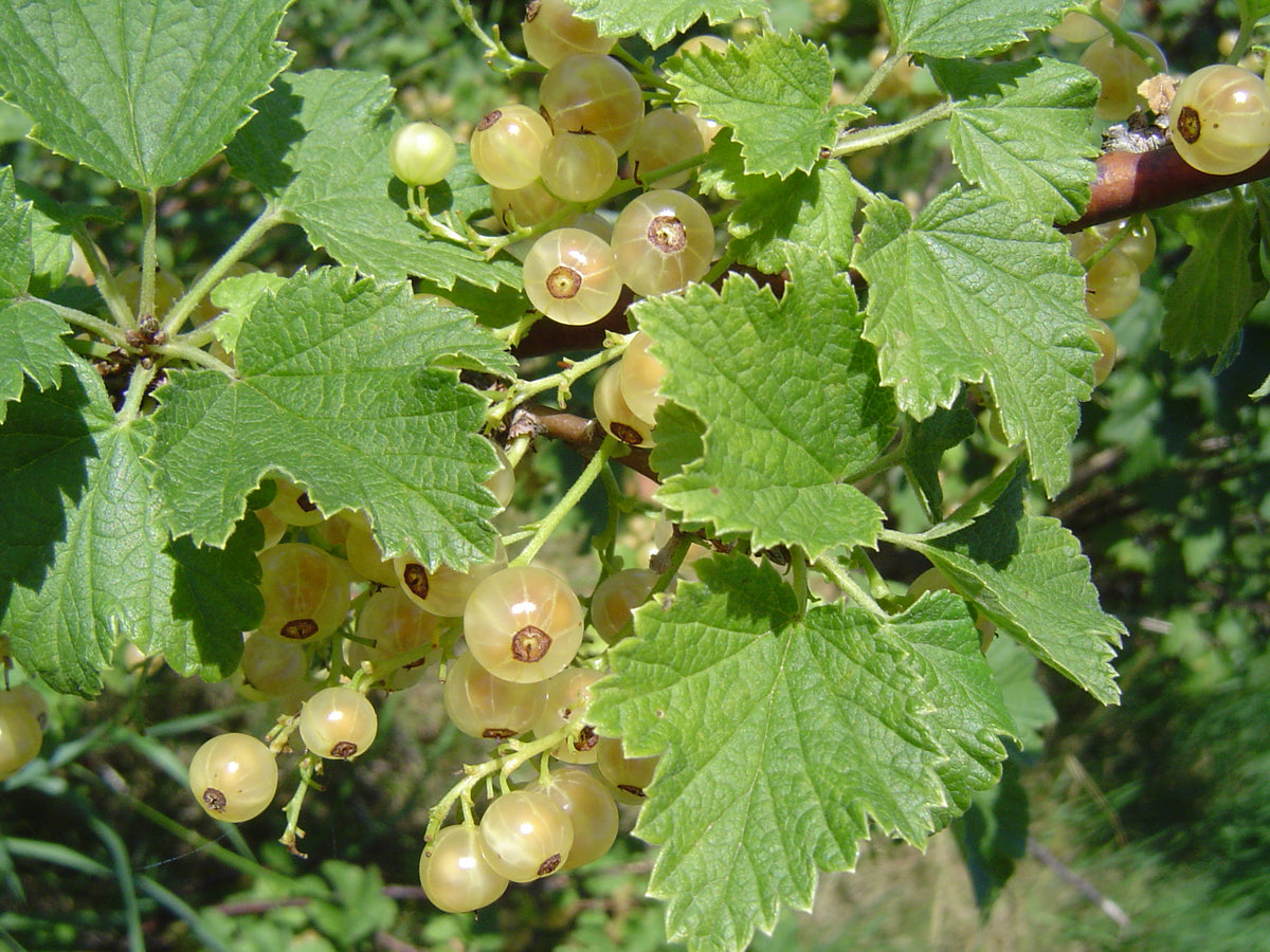 Whitecurrant 'Blanka'