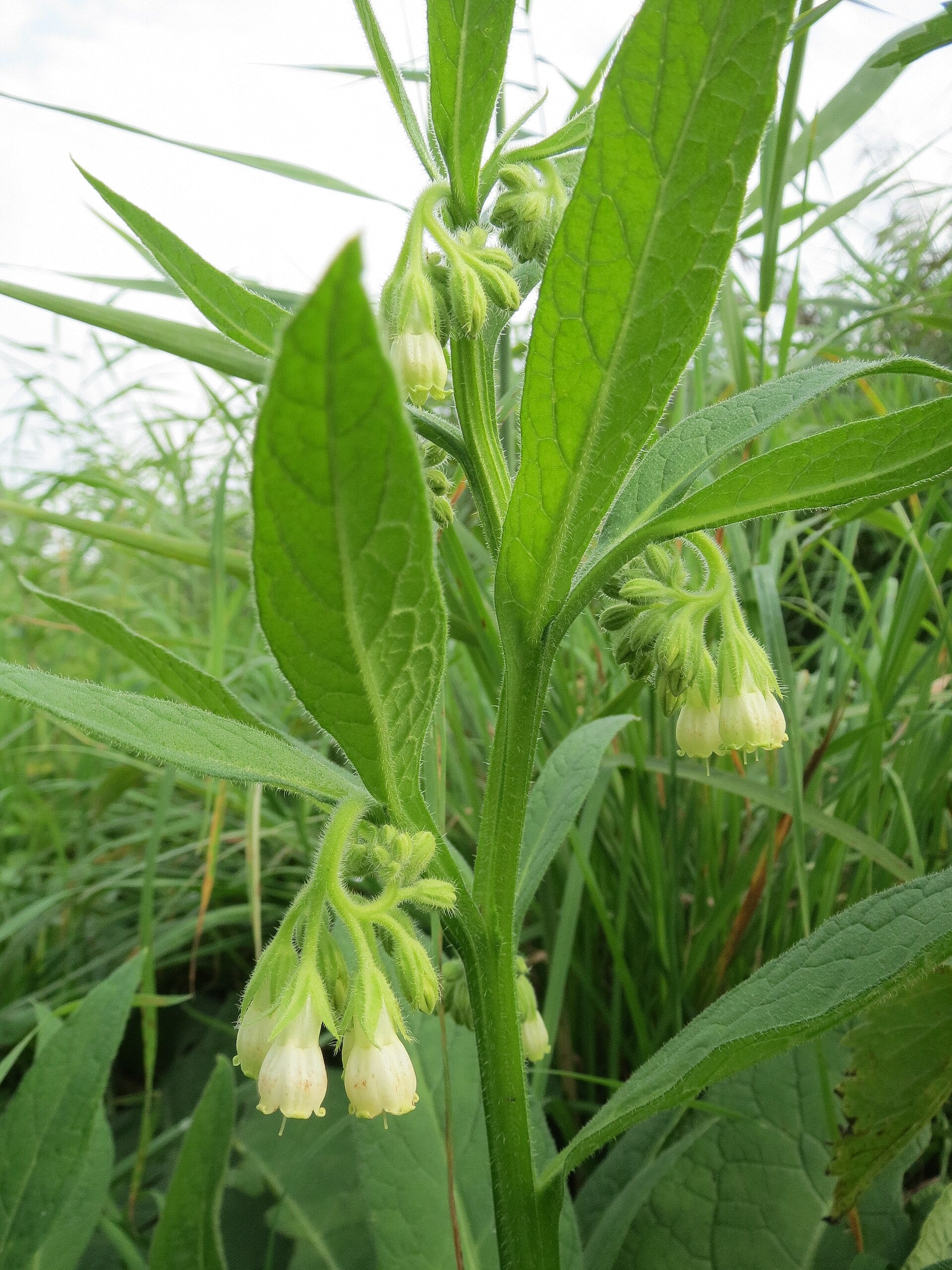White Comfrey