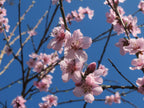 Almond 'Ingrid'