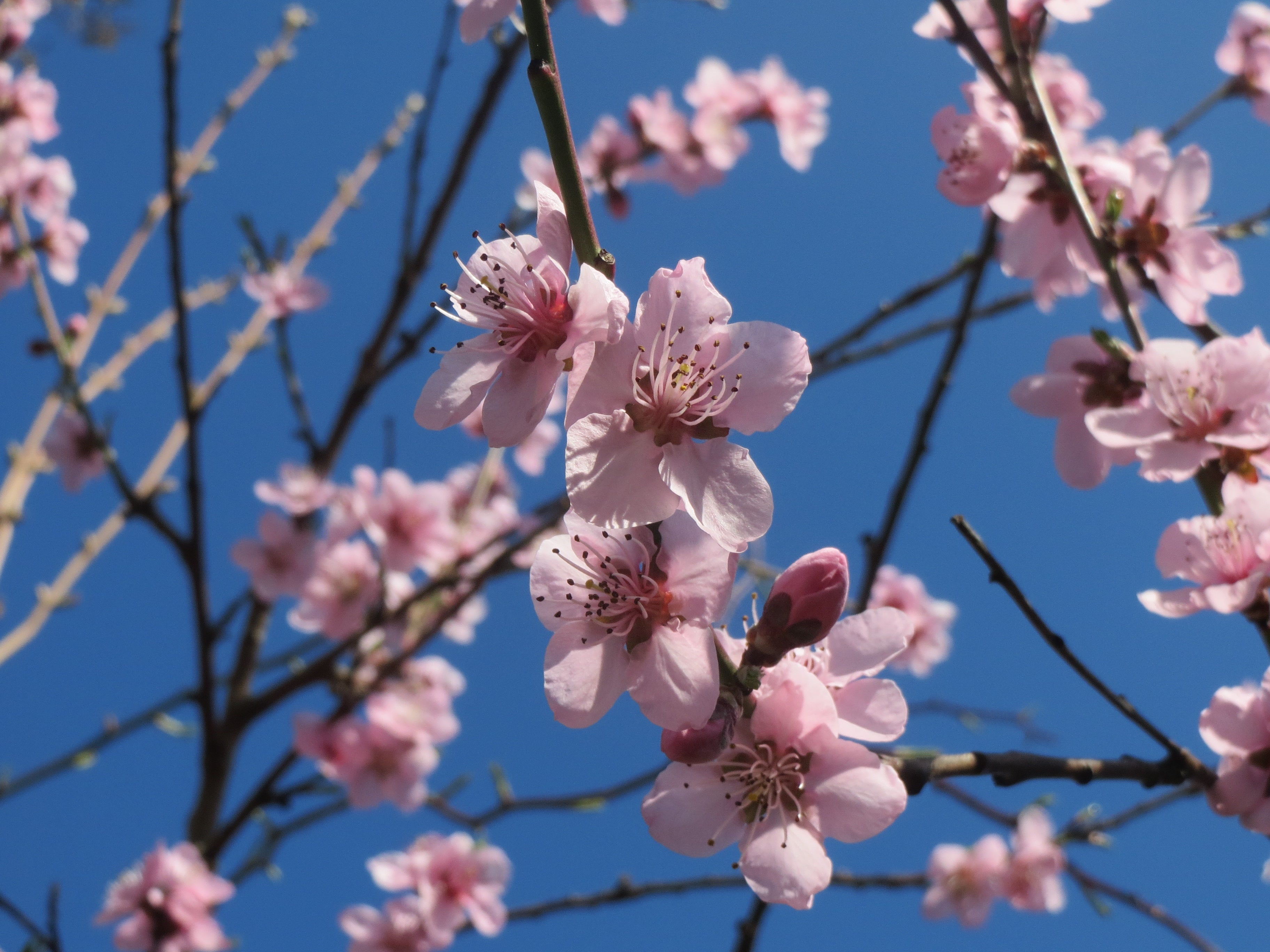 Almond 'Ingrid'