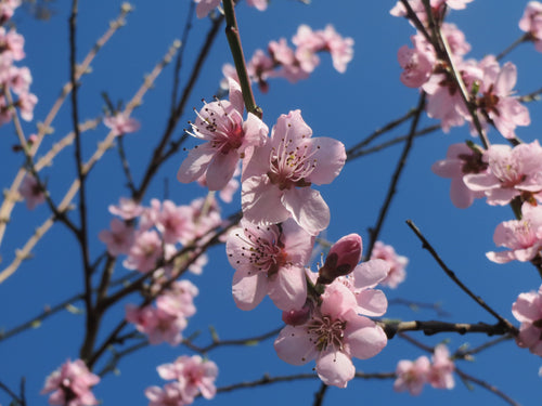 Almond 'Ingrid'