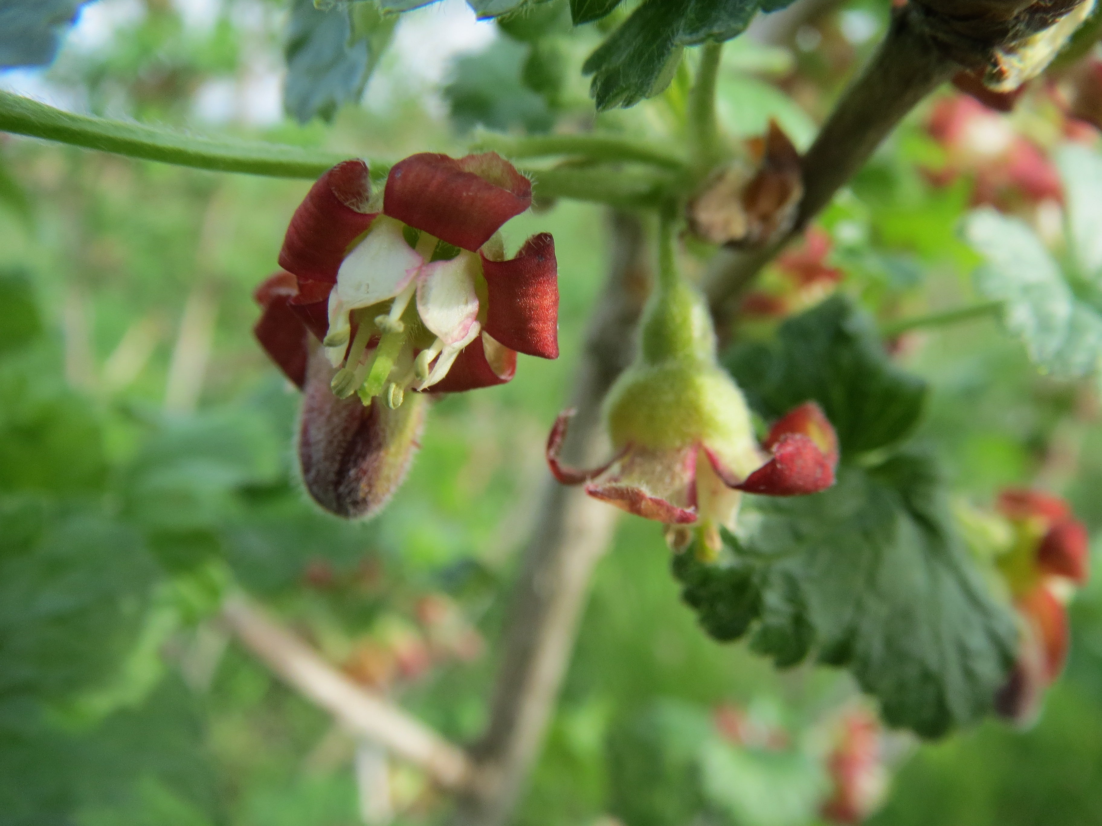 Worcesterberry