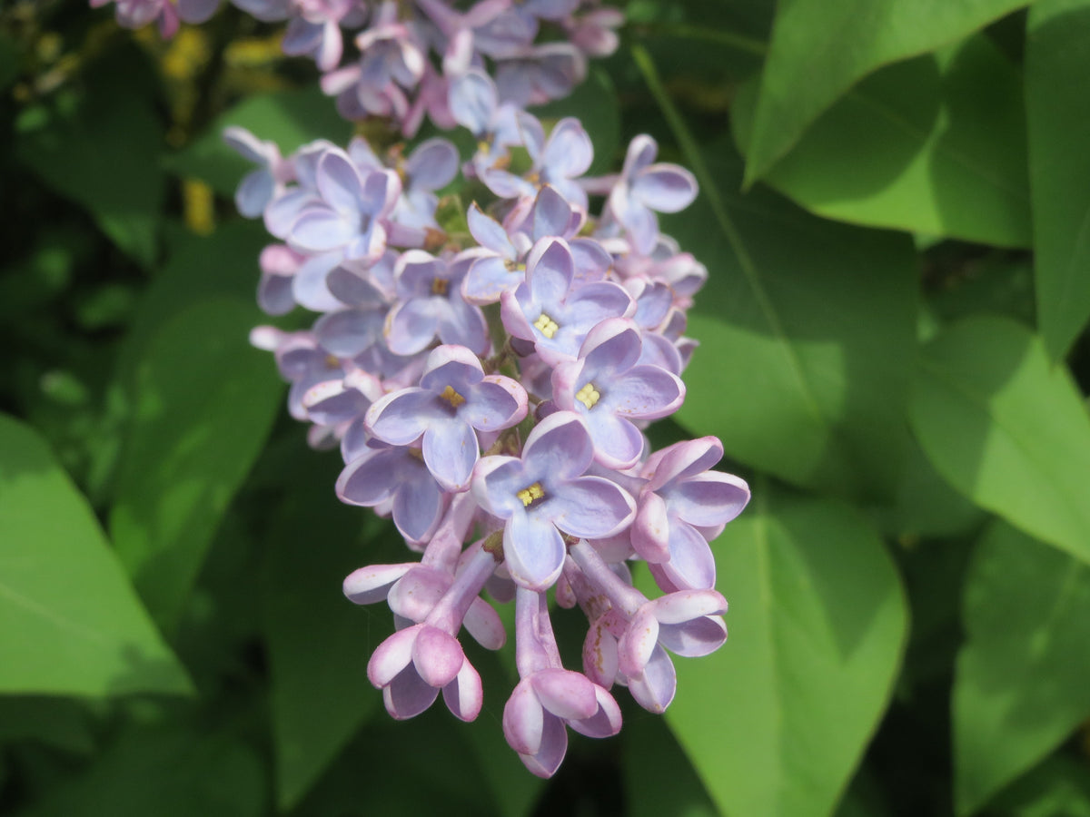 Common Lilac