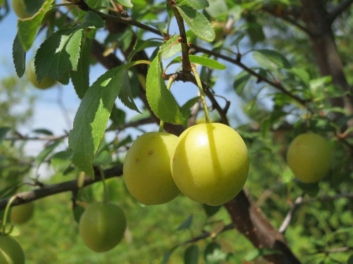 Cherry Plum