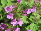 Wild Basil