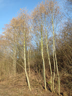 Grey Alder