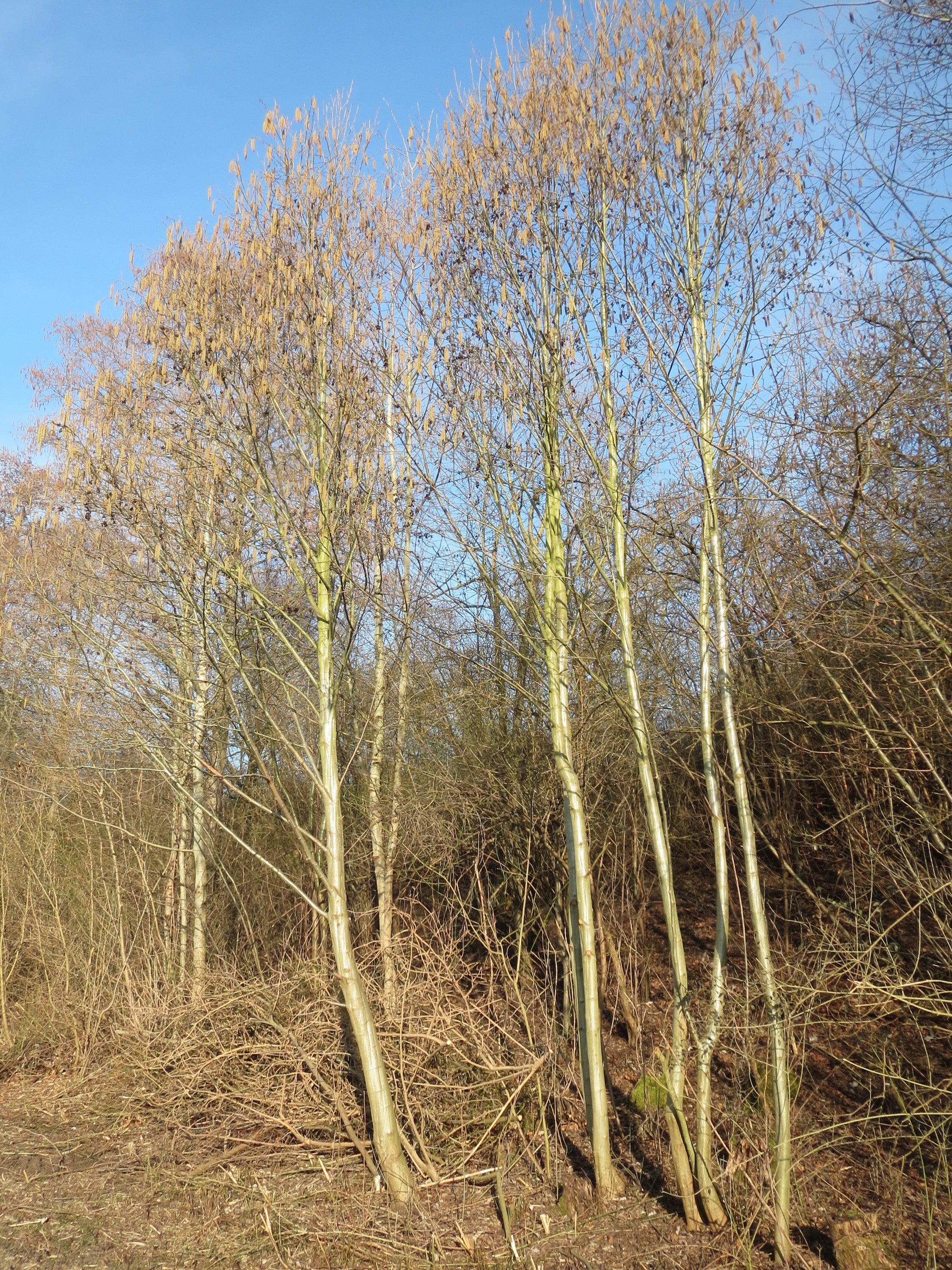 Grey Alder