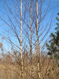 Downy Birch