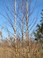 Downy Birch